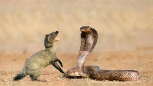 Как маленький мангуст побеждает самую опасную змею мира