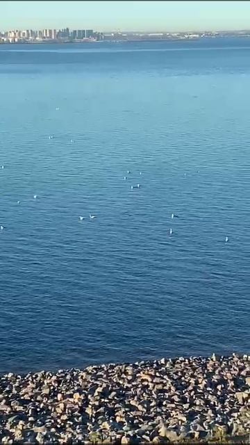 Лебеди в Санкт-Петербурге, Васильевский остров, Финский залив, Морская набережная. смотреть онлайн