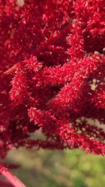 Амарант (Amaranthus) Красный шпиль и кузнечики: певчий Tettigoni смотреть онлайн