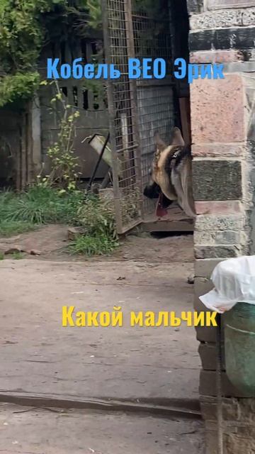 Красивый мальчик ВЕО Эрик #dogs #собака #dog #shortvideo #shorts