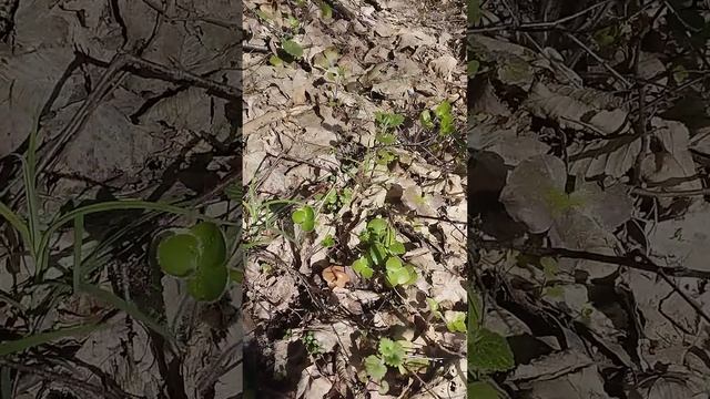 Цветущая ветреница - устойчивый ориентир плодоношени? смотреть онлайн