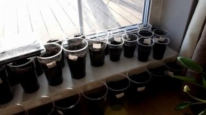 Рассада сезон 2025 года.