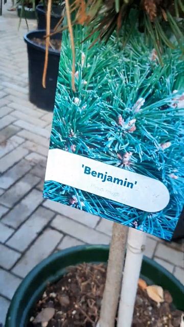 🌲Ботанико Сосна Бенджамин на штамбе | Telegram: https://t.me/love_ смотреть онлайн