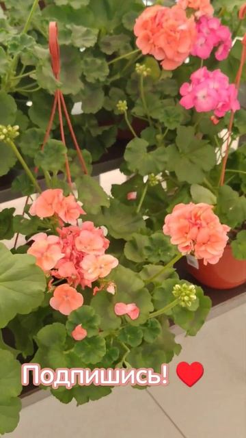 #вмагазине Пеларгония / Герань сортовая #обзор