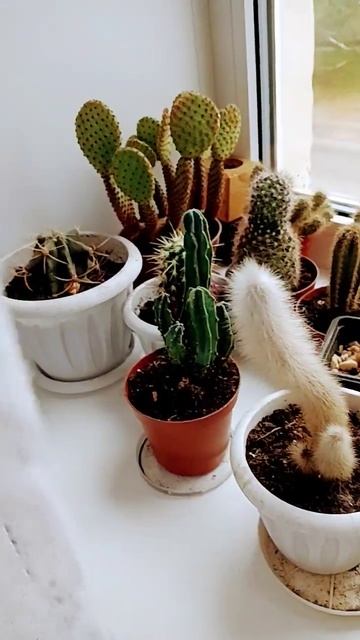 Кактусы 🌵 смотреть онлайн