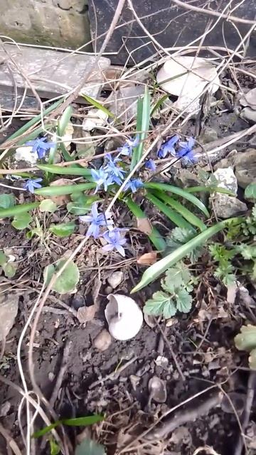 Первые цветочки - пролеска #scilla #пролеска #первоцветы смотреть онлайн