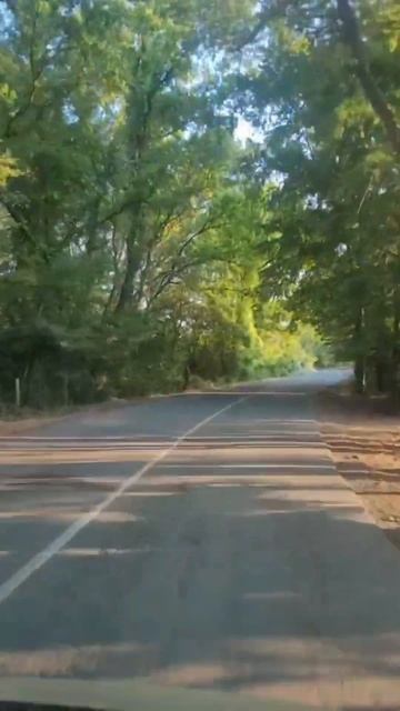 Самурский лес и дерево «Платан» которому 800 лет смотреть онлайн