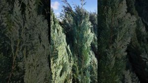 🇺🇦 Кипарисовик Лавсона Колумнарис Глаука Блакитний