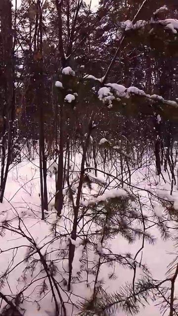 Склонение смотреть онлайн