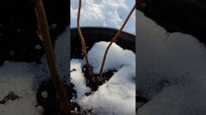 Обрезка древовидной гортензии Candybelle Marshmallow #гортензии