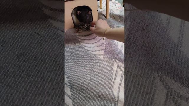 Немного игры🤣 Крысы дамбо + белки дегу❤🔥❤🔥 смотреть онлайн