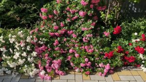 Все о почвопокровных розах моего сада. Советы по уходу