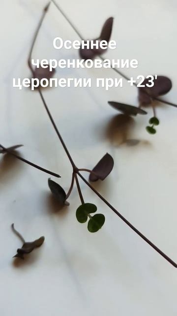 Церопегия Вуду, черенкование осенью. смотреть онлайн