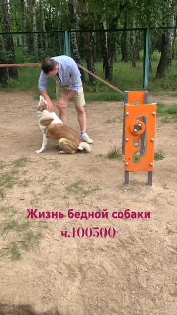 Наша Вайда #shorts#dog#cat#love смотреть онлайн