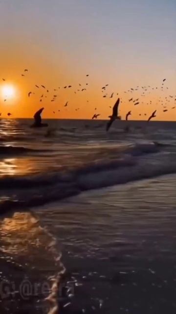 брошь из бисера, отзывы, любовь, красивое видео, цветы, смотреть онлайн