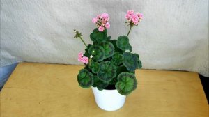 Пеларгония карликовая "Ирида Мамины Розы". Обзор.