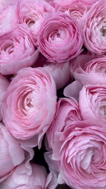 Ранункулюс клубни ☘️ смотреть онлайн