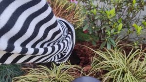 Посадка АЗАЛИИ в грунт!