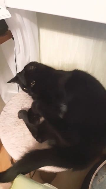 Надо много кушать, надо много спать!!#смешнаяозвучка #к смотреть онлайн