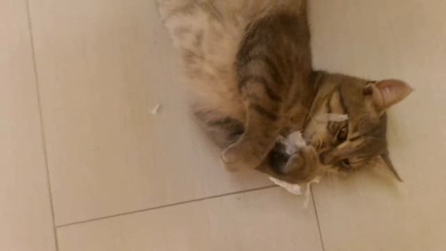 Funny cat,смешной прикольный котенок смотреть онлайн