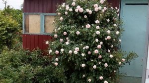 Почвопокровная роза Лариса  на высоких кустодержател?