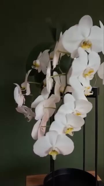 А все начиналось когда то с орхидей лет 6 назад. 30 цвето смотреть онлайн