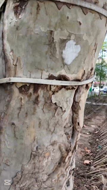 Предлогаю на всех трассах посадить вместо #tashkentuzbekistan смотреть онлайн