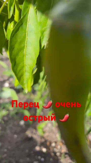 Перец 🌶️ очень острый 🌶️ #shorts смотреть онлайн