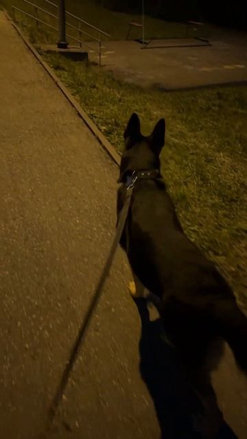 Если у тебя есть собака, ты никогда не будешь гулять од смотреть онлайн