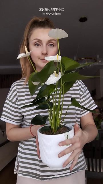 Антуриумы белые и красные 🤍❤️Идеальны для подарка с смотреть онлайн