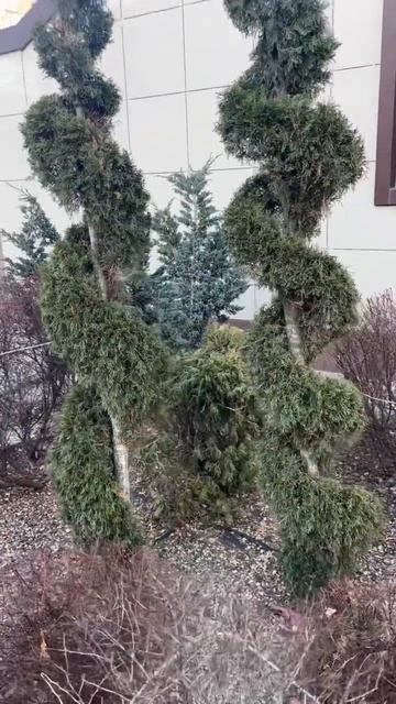 俄羅斯造型特別的龍柏￼👍👍👍Русский кипарис особой формы? смотреть онлайн
