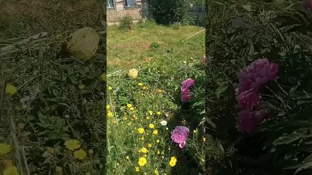 цветёт пион... смотреть онлайн