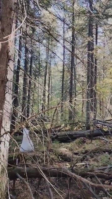 И по традиции лес и 3 сентября 🐯 смотреть онлайн
