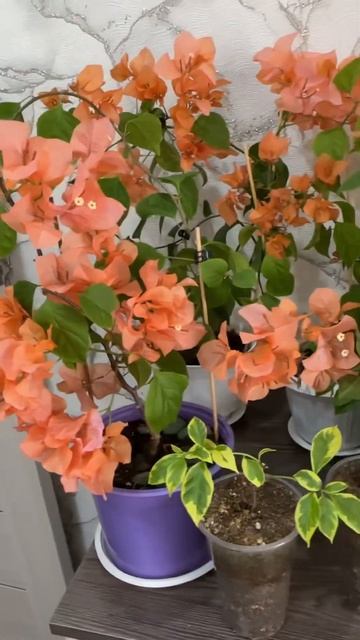 #цветы #комнатные цветы #бугенвиллия смотреть онлайн