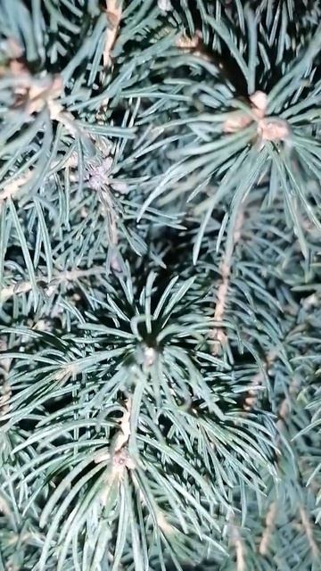 Иголки ёлки. смотреть онлайн