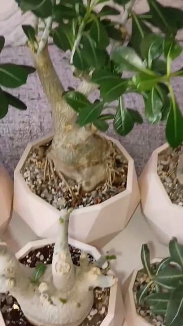 Adenium. Мои Адениумы... и это ещё не все... 😊🌹 смотреть онлайн
