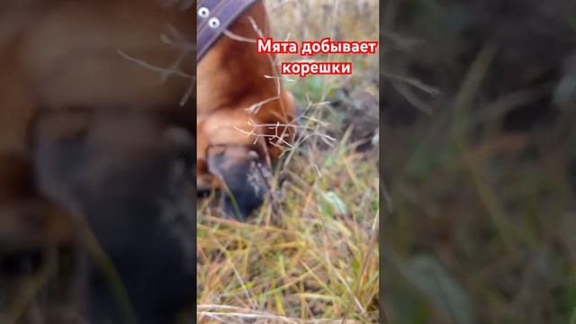 #собачка #мята #прогулка #прогулкассобакой смотреть онлайн