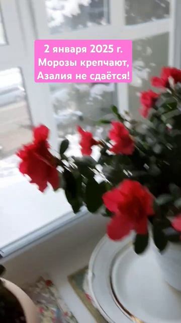 #азалия #цветы #Амурская область смотреть онлайн