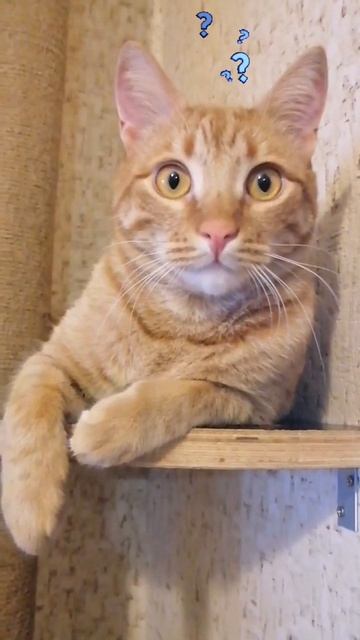 В принципе могу на ночь не есть. Хорошо, что я непринци? смотреть онлайн