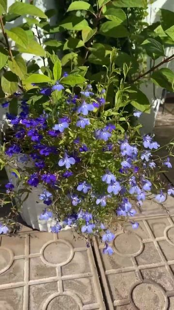Лобелия 💙 смотреть онлайн