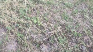 Люцерна с эспарцетом на второй год травостоя.