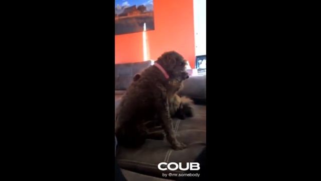 УБОЙНЫЕ ПРИКОЛЫ попробуй не засмеяться челлендж 2020 #9 смотреть онлайн