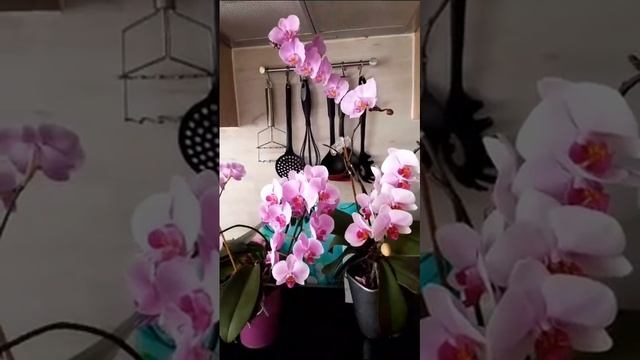 Орхидей много не бывает❤️⚡️ смотреть онлайн