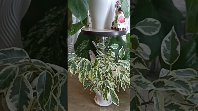 Фикус Бенджамина Доминика смотреть онлайн