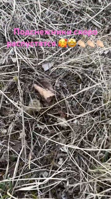 #ферма #кфх#якутия #жизньвдеревне #фермер #фермерскоех? смотреть онлайн