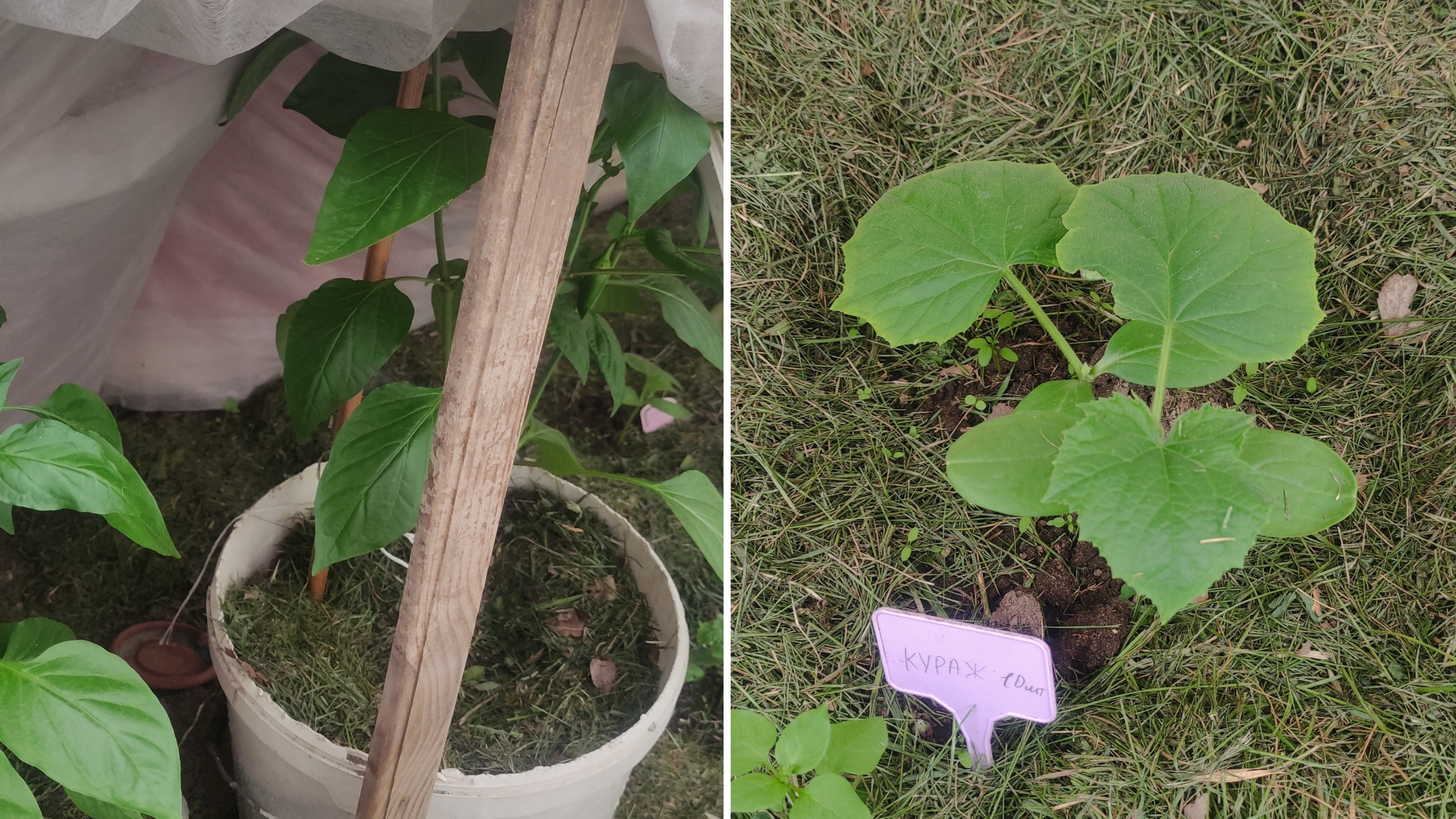 Огородные будни 8 мая 2025. Спасается от холодов в неотапливаемой теплице. Город Брянск. смотреть онлайн