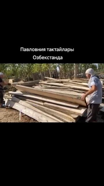 #Павловния тактайы Озбекстанда смотреть онлайн