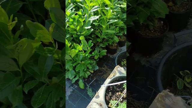 немного под формировали можжевельник грей Олд на штам смотреть онлайн