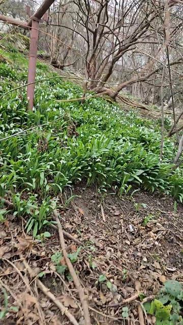 Подснежники на Солнечной тропе, Крым.7.02.25 смотреть онлайн