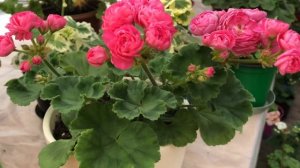 Пеларгония. Dynasty Fuzi. Dynasty Daji